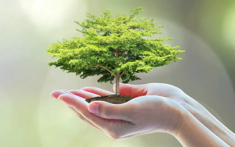 Două mâini ținând un copac mic