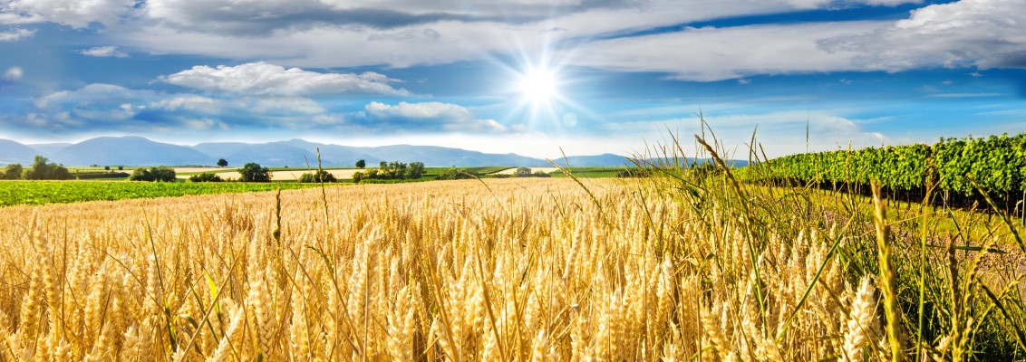 wheat field with cloudy background and sunshine