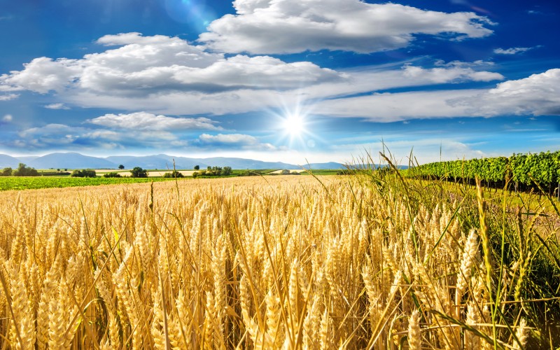 Feld mit Wolken und Sonne