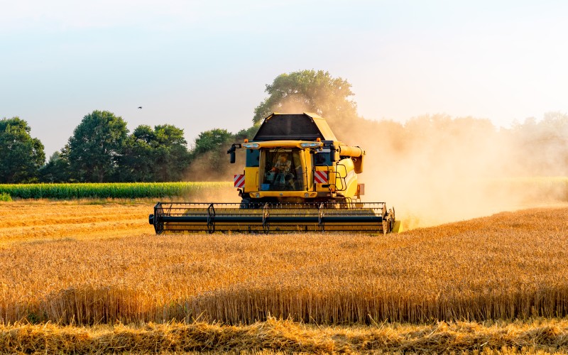 Yellow combine harvester mowing a wheat field