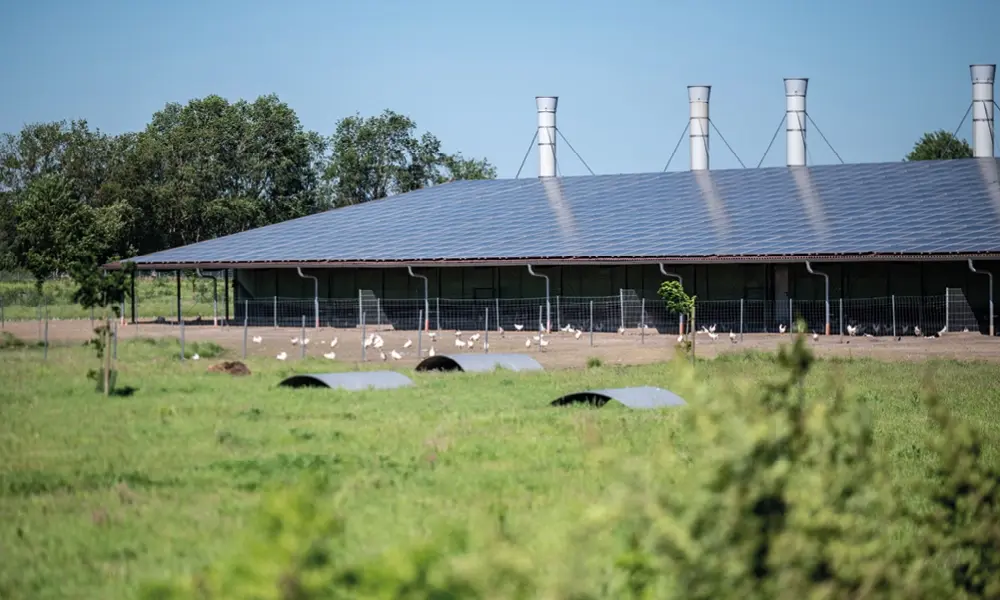 Rodents pose a challenge to DC cables installed in tropical climates and solar-integrated agricultural settings 